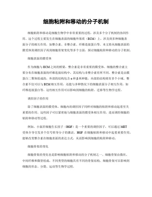 细胞粘附和移动的分子机制