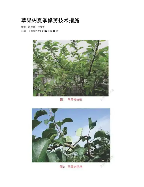 苹果树夏季修剪技术措施