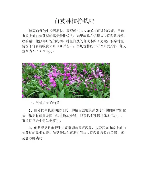 白芨种植挣钱吗