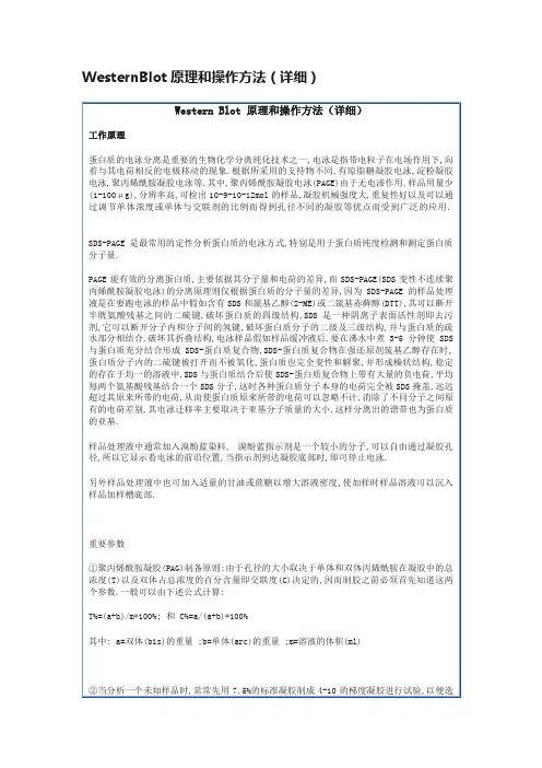 WesternBlot原理和操作方法（详细）
