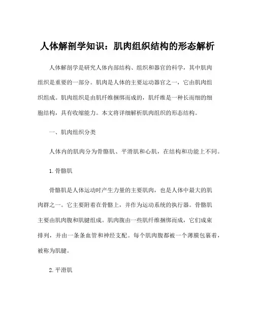 人体解剖学知识：肌肉组织结构的形态解析