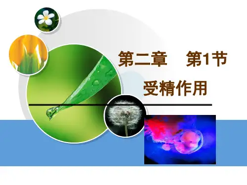 高中生物课件-2.2.1受精作用