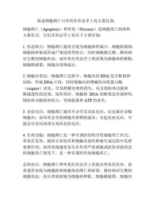简述细胞凋亡与坏死在形态学上的主要区别。