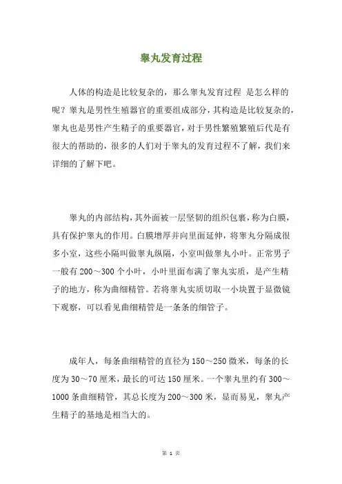 睾丸发育过程