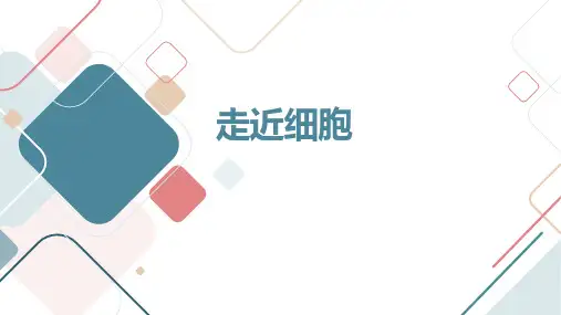 2024届高三生物一轮复习课件走近细胞