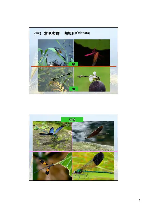 常见昆虫图片