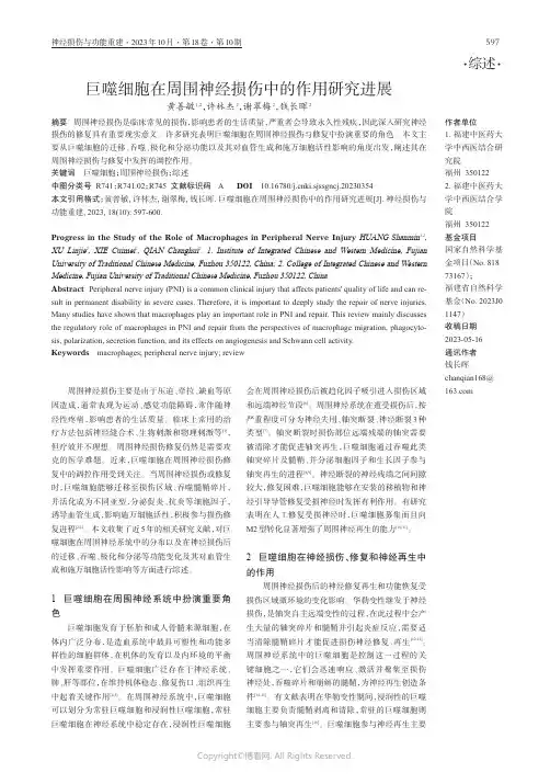 巨噬细胞在周围神经损伤中的作用研究进展
