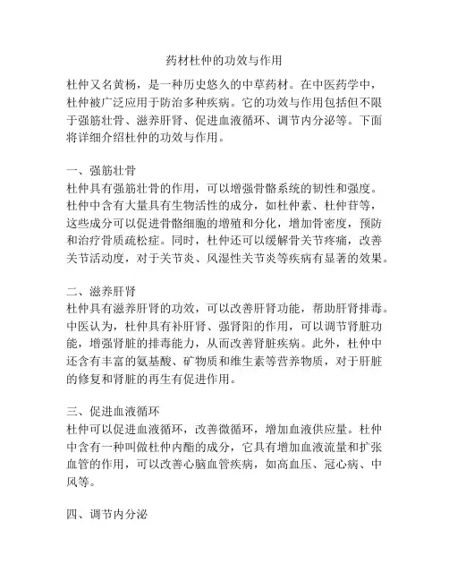 药材杜仲的功效与作用