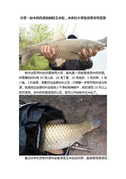 分享一款中药药酒泡制的玉米粒，水库钓大草鱼效果非常显著