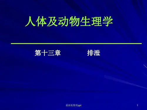 生理学泌尿系统ppt课件