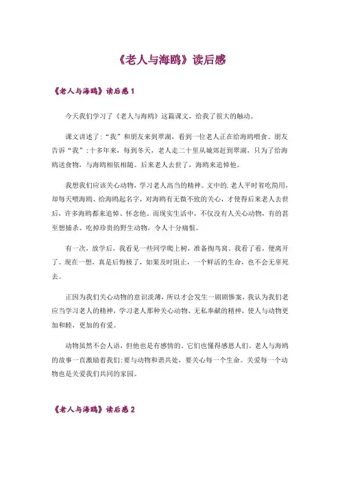 《老人与海鸥》读后感_7