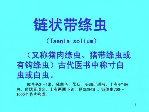 041 猪带绦虫