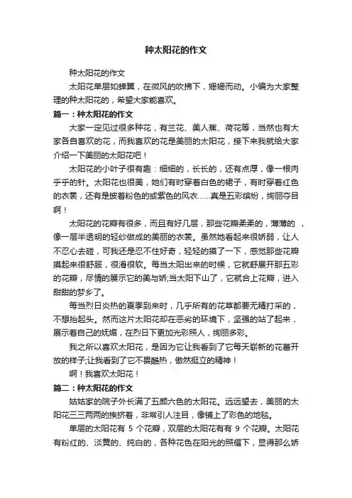种太阳花的作文