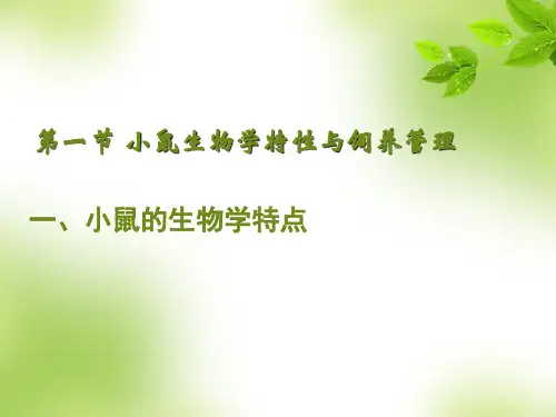 大小鼠的日常饲养管理ppt课件