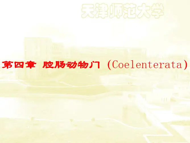 4第四章  腔肠动物门