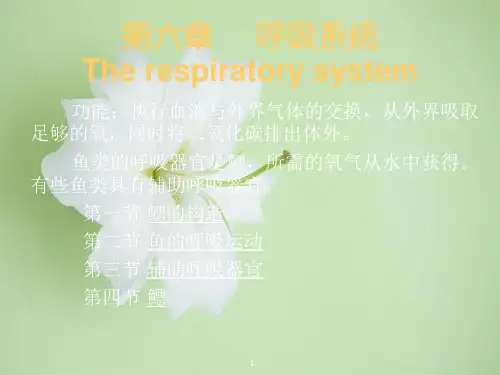鱼类学-呼吸系统PPT教学课件