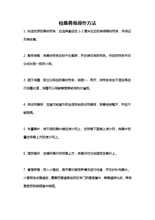 枝桑养蚕操作方法