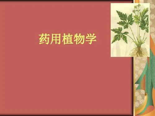药用植物学课件-绪论,植物细胞