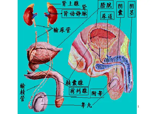 《微创泌尿外科》PPT课件