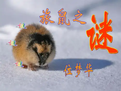 旅鼠之谜(完美版)ppt