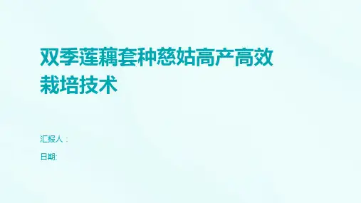 双季莲藕套种慈姑高产高效栽培技术