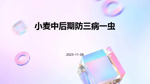 小麦中后期防三病一虫