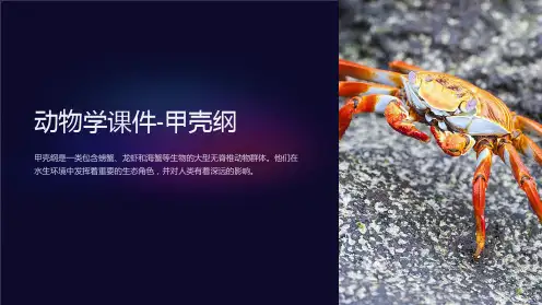 动物学课件-甲壳纲