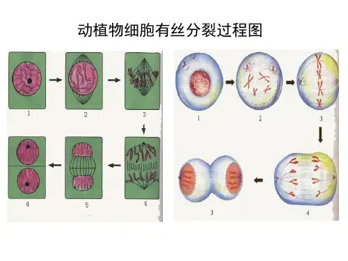 高中生物必修一第六章 第一节细胞增殖 3