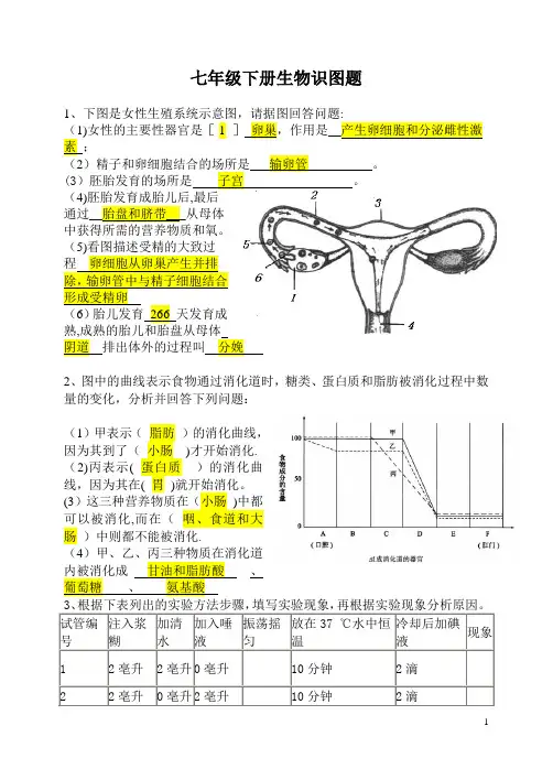 七年级下册生物识图题(答案)