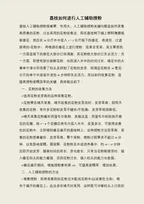 荔枝如何进行人工辅助授粉