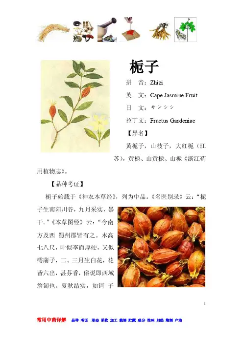 栀子-常用中药详解
