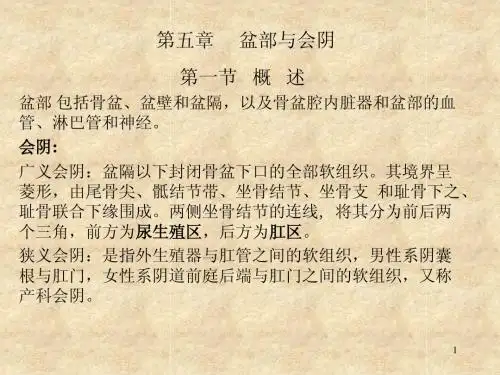 盆部 与会阴