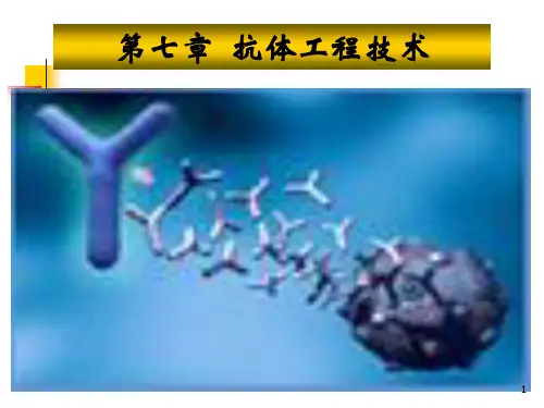 抗体工程技术