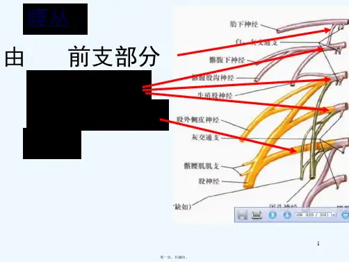 下肢神经解剖