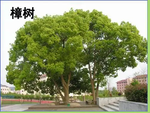苏教版四年级语文下册22宋庆龄故居的樟树