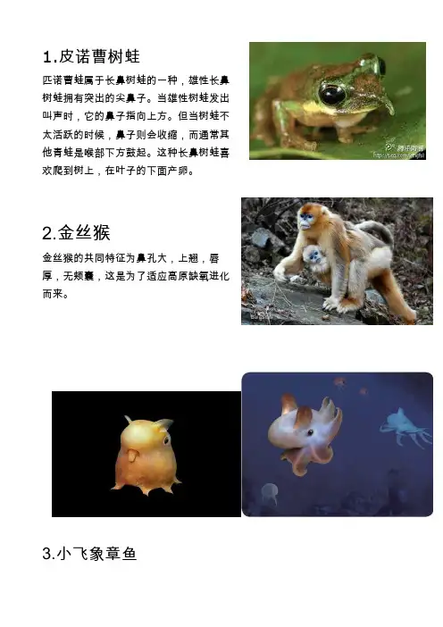 最奇怪的稀有动物
