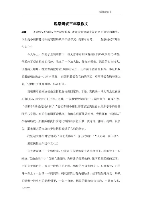 观察蚂蚁三年级作文