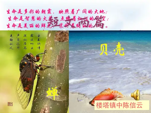 《蝉、贝壳》课件1