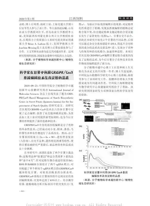 科学家在甘薯中利用CRISPRCas9基因编辑技术改良淀粉的品质
