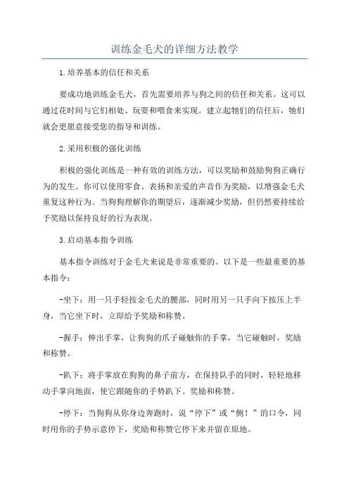 训练金毛犬的详细方法教学