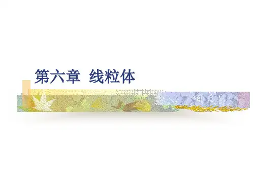 第六章线粒体