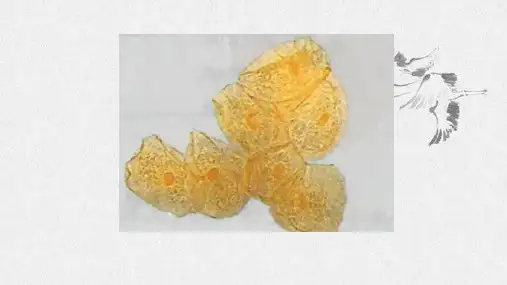 第3章细胞的基本结构