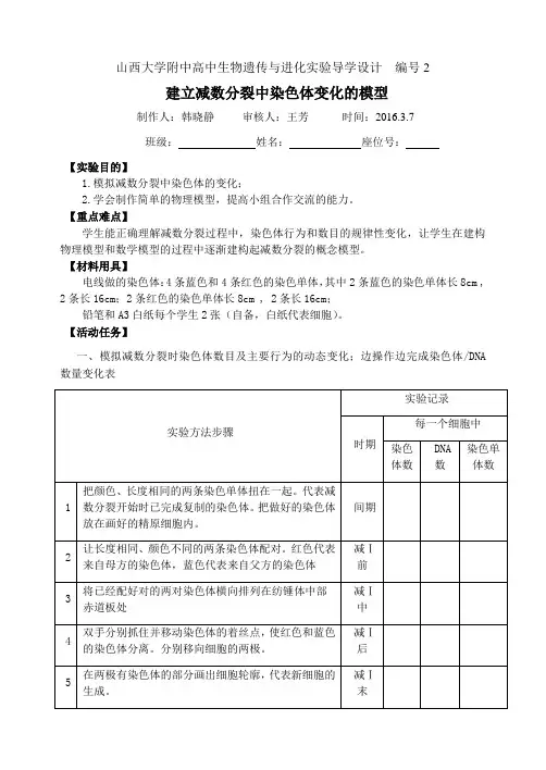 建立减数分裂中染色体变化的模型