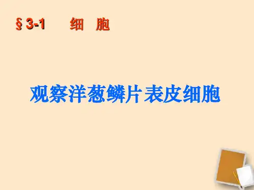 生物七年级人教版 第二节 植物细胞观察洋葱鳞片表皮细胞课件 (共14张PPT)