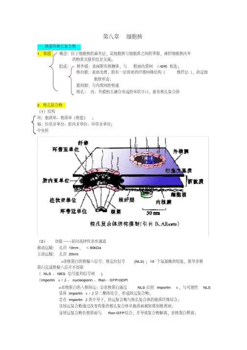 细胞生物学第八章细胞核知识点