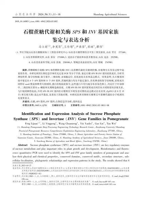 石榴蔗糖代谢相关酶SPS_和INV_基因家族鉴定与表达分析