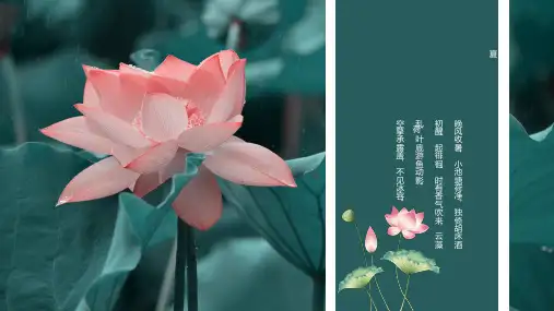 夏日小清新荷花主题PPT模板夏天清雅绿色荷叶古典中国风小暑夏至 (44)