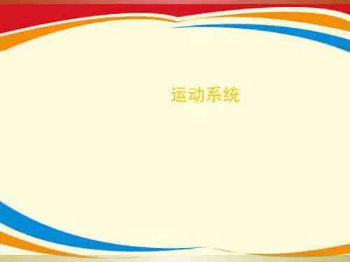 《运动系统解剖》PPT课件