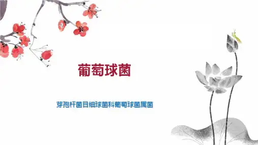 葡萄球菌    