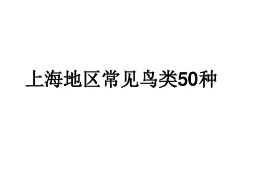 鸟类识别